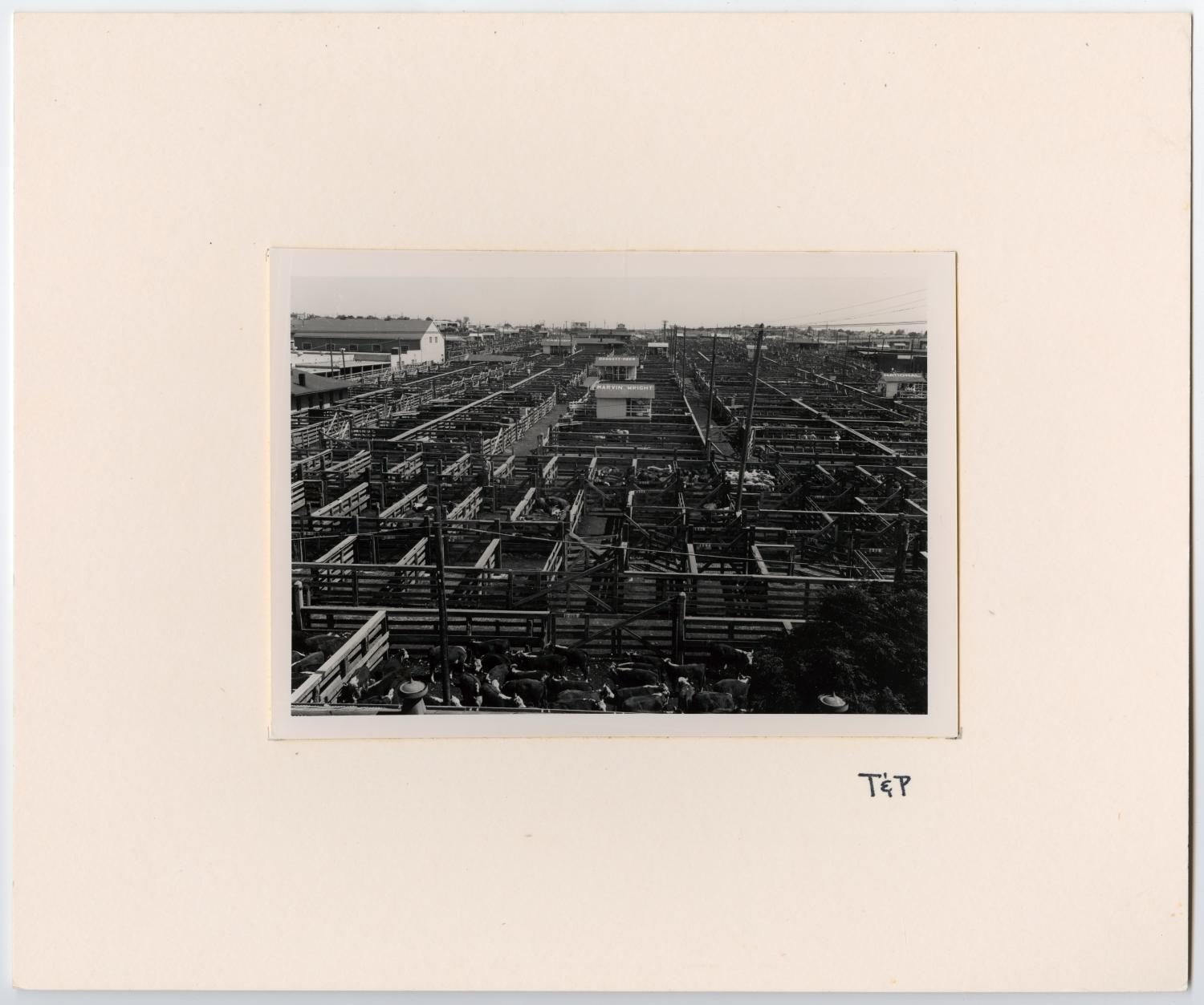 Large Cattle Yard of Pens